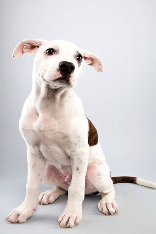 Puppy Bowl: The Cutest Game in Town! 🐶🏈