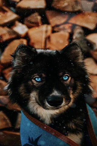 Charming Canine with Captivating Eyes 🐾✨