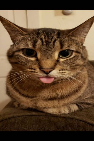 Cat Tongue