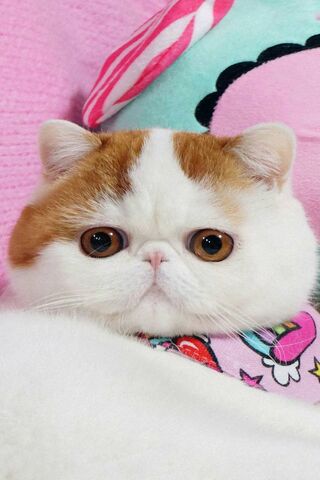 Cute Cat