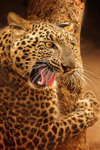 Angry Leopard