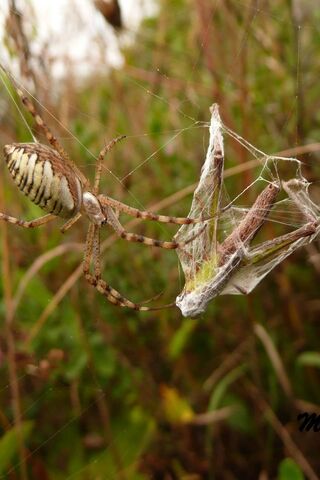 Web of Life: Nature's Resilience 🌿🕷️