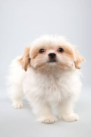 Puppy Bowl: The Cutest ..