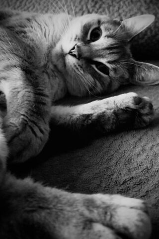 Paws of Pure Delight 🐾