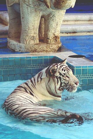 Majestic Stripes: The R..