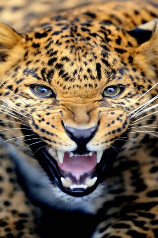 Leopard Roar