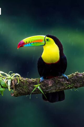 Tropical Vibrance: The Majestic Toucan 🌈🦜