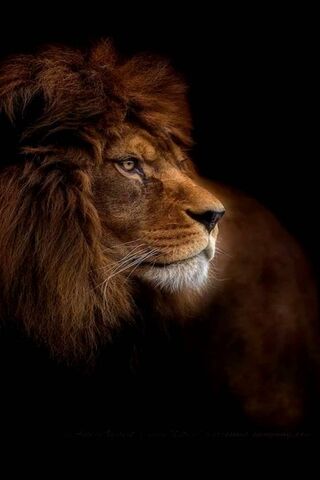 Majestic King of the Ju..
