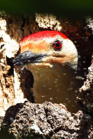 The Curious Woodpecker: Nature's Carpenter 🐦🔨