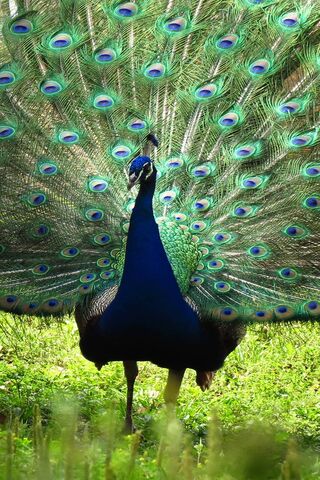 Majestic Display: The Peacock's Splendor 🦚✨