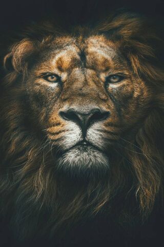 Leone: The Majestic King of the Jungle 🦁