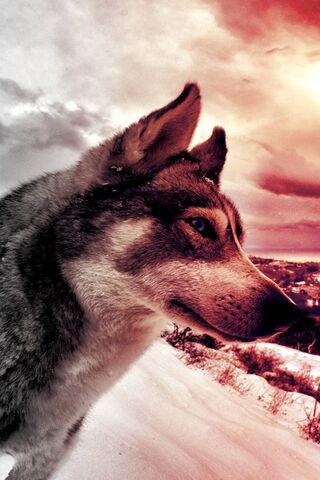 Majestic Wolf at Dusk �..