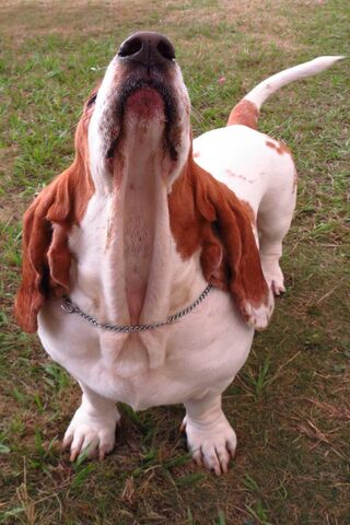 Basset Hound Serenade: A Howl of Joy! 🎶🐾