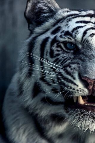 Tigre selvagem