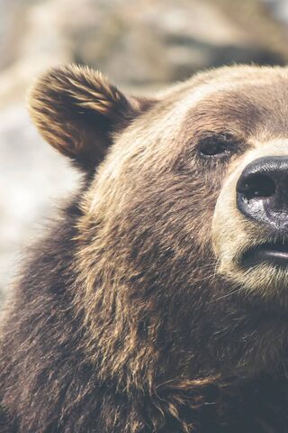 Majestic Bear: Nature's..
