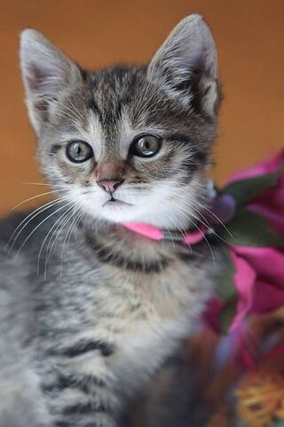 Cute Cat