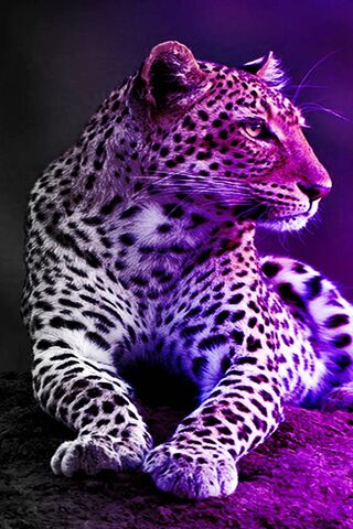 Mystical Leopard: A Dance of Shadows