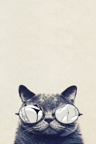 Gambar Kucing Cute Wallpaper - Muat turun ke telefon bimbit anda 