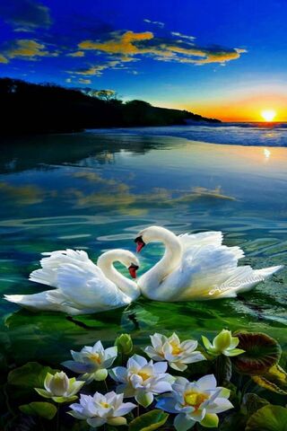 Swon: A Serene Embrace ..