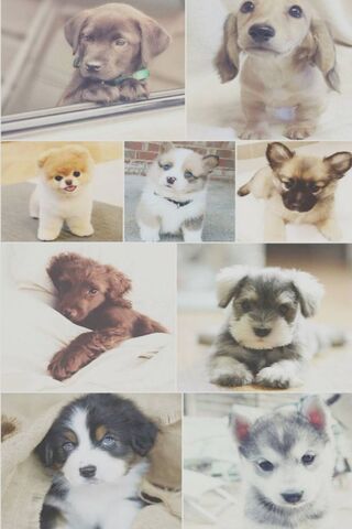 Puppy Paradise: A Cuddle of Cuties! 🐶❤️