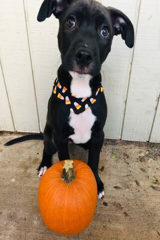 Halloween Paws and Pumpkin Delights 🎃🐾