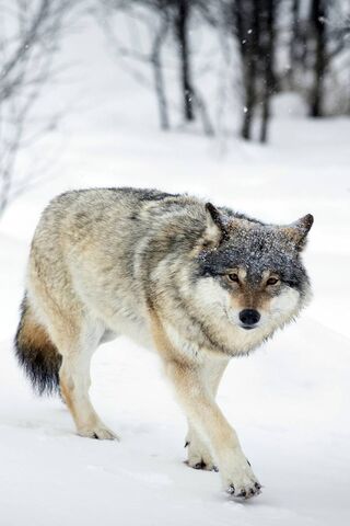 Majestic Winter Wandere..