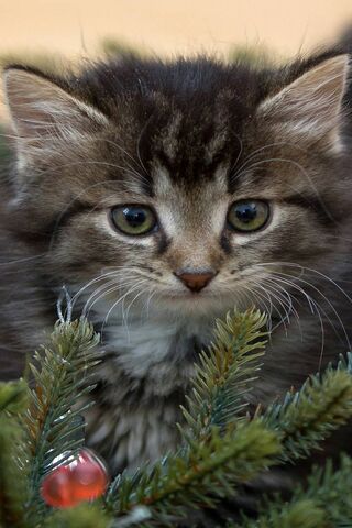 Festive Feline: The Christmas Kitten 🎄🐾