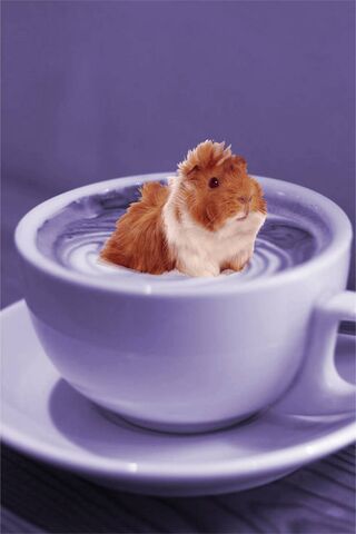 Cuddle in a Cup: The Adorable Guineapig Latte 🐹☕