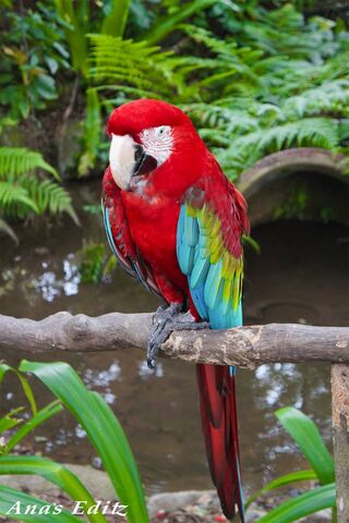 Macaw