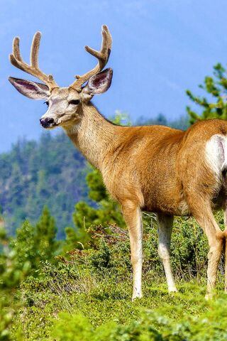 Majestic Elk in Nature'..