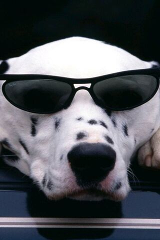 Chill Vibes with Cane Relax 🐾😎