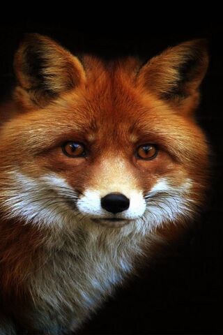 The Enigmatic Fox: Natu..
