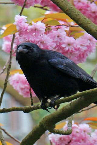Mystical Raven Amidst Blossoms 🌸🖤