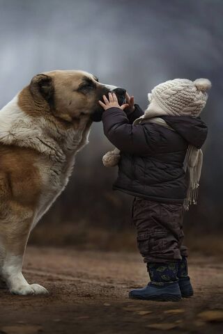 Anjing Keren Wallpaper Download Ke Ponsel Anda Dari Phoneky