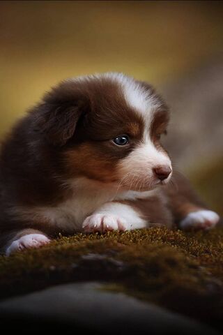 Cane Puppy: The Adorabl..