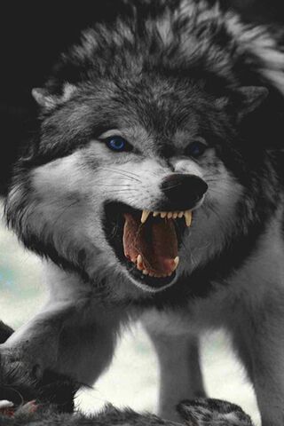 غاضب الذئب