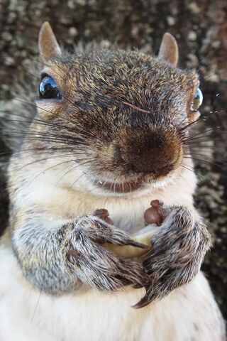 Squirrel Face Dirty