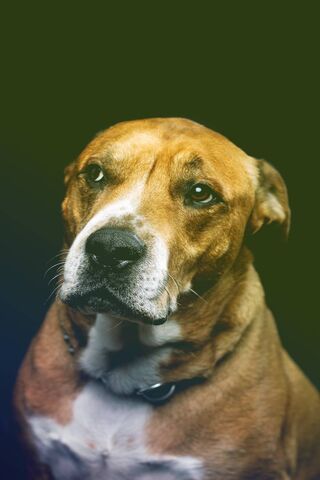 Coy: The Gentle Guardian 🐾