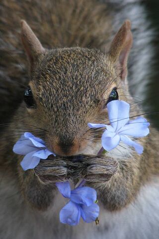Nature's Adorable Flower Child 🌼🐿️