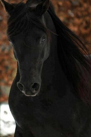 काळ्या घोडा