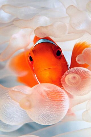 Clownfish in a Sea of Bubbles 🌊🐠