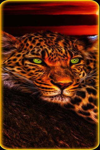 Tierno: The Gentle Majesty of the Wild 🐆✨