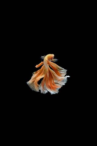 Dancing Elegance: The Fighter Fish