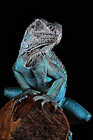 Lizard Blue