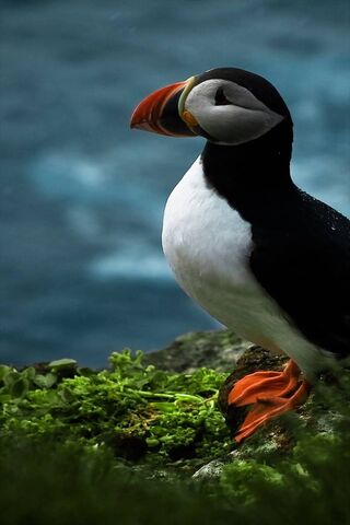 Gull's Coastal Companion: The Puffin