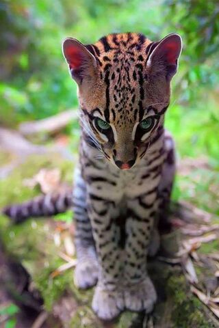 Adorable Ocelot: Nature's Little Marvel 🐾✨