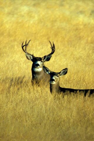 Majestic Companions in the Wild 🌾🦌