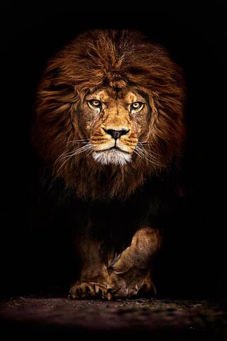 Majestic King of the Ju..