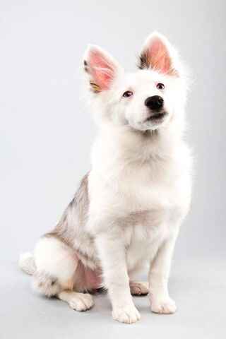 Puppy Bowl: The Cutest Game in Town! 🐶🏈