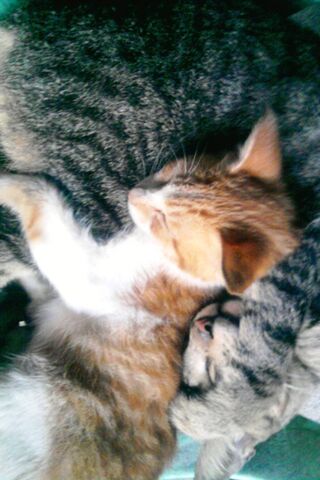 Cozy Cat Cuddles 🐾❤️